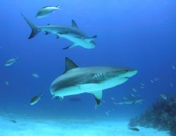 Whaler Sharks in the Bahamas taken with Canon G1 in Ikeli... by Terry Moore 
